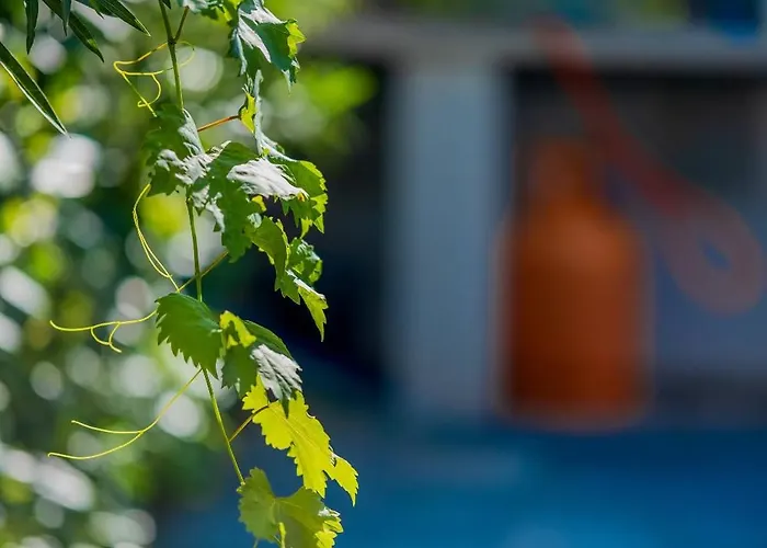 Essenza - Luksuzne Kuce Za Odmor 别墅 沃迪切